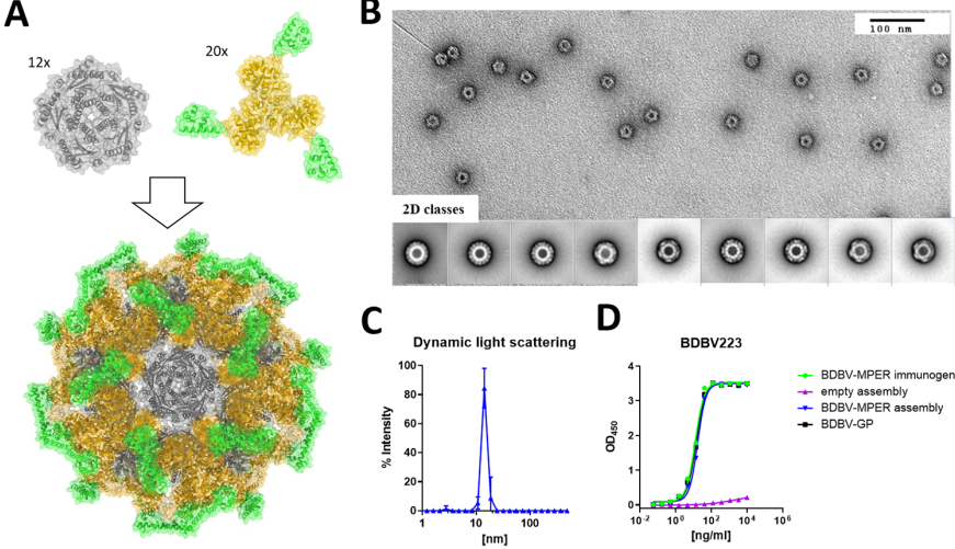 PLOS Pathogens | 基于埃博拉病毒糖蛋白HR2-MPER区域的表位聚焦的免疫原设计