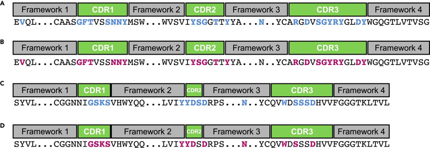 Patterns | 利用自监督学习来破译抗体的语言