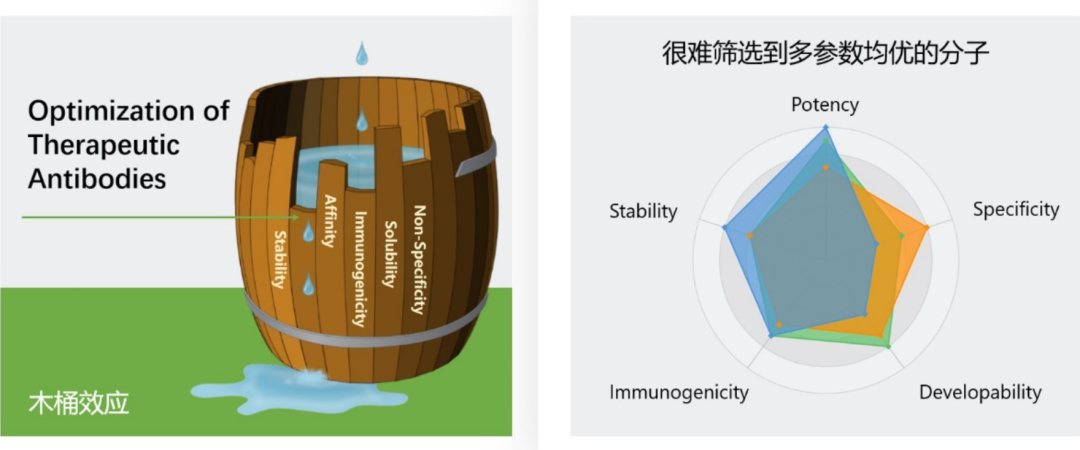 抗体药物可开发性预测的关键指标及快速评价